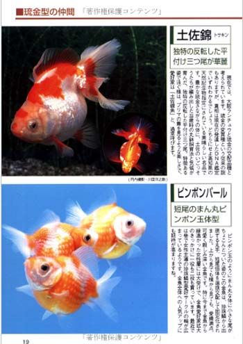 Fish Book Japanese Goldfish Ranchu Catalogue 5  