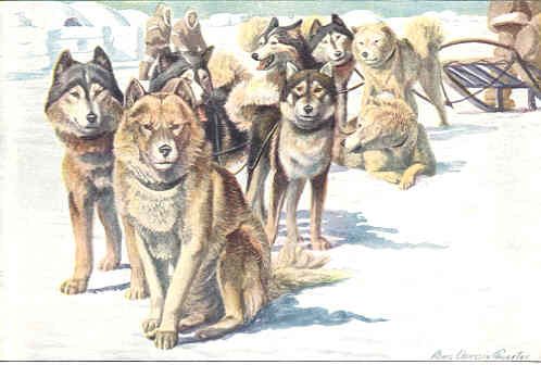 DOGS 1919 ALASKA ESKIMO DOGS. Old Vintage Colour Print.  