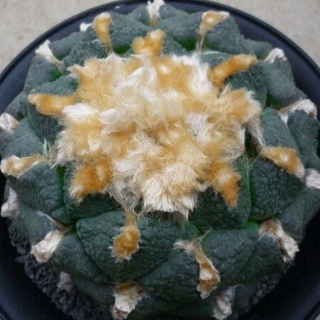 50 seed Ariocarpus Fissuratus v. Lloydii LATUS  