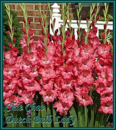 Below all my Gladioli Species, Enjoy and do not forget to read the 