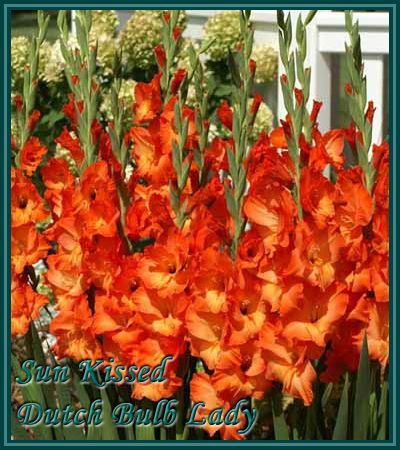 40 Gladiolus Corms ***53 Species Inside*** You Pick & Choose 