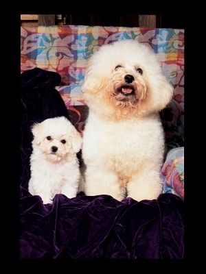 BICHON FRISE 300 PIECE PUZZLE   