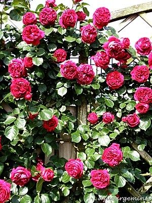 Red Eden Climber Rose Meidrason OWN ROOT PLANT  