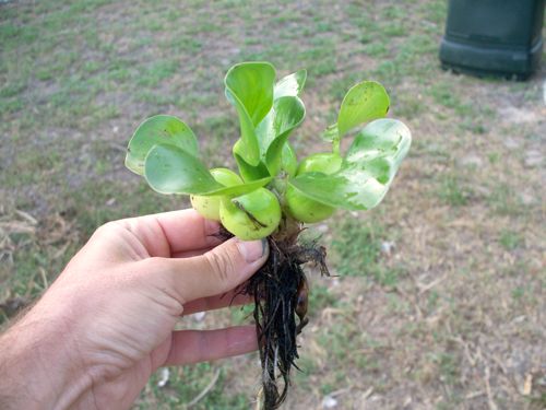 half the plants were really small buyer mont man