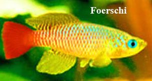 Killifish / Foerschi 20 eggs  