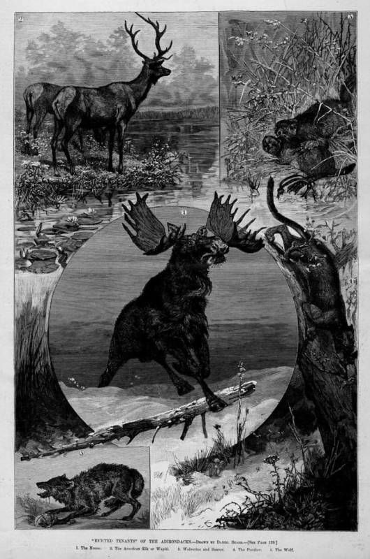 MOOSE, ELK, BEAVER, PANTHER, WOLF ADIRONDACKS WOLVERINE  