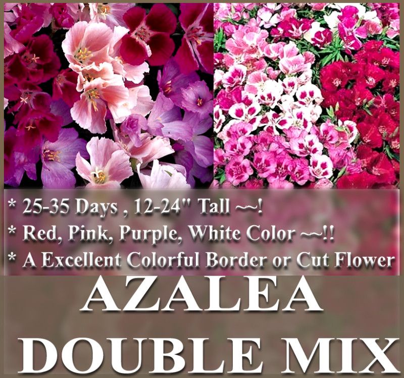 Flower Seeds CLARKIA GODETIA AZALEA DOUBLE MIX *BST*  