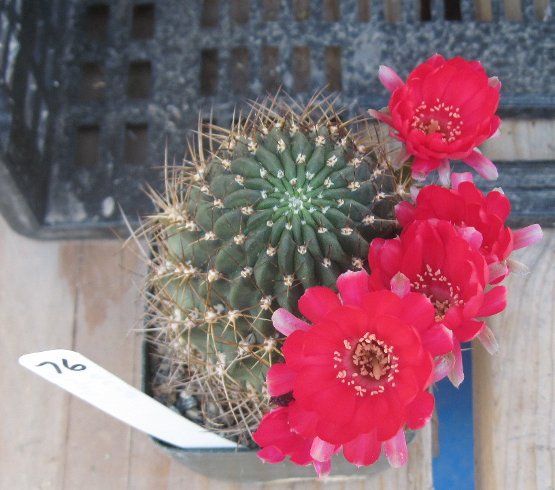 Lobivia aculeata Multi Stem Pink Red Flowers Cactus 76  