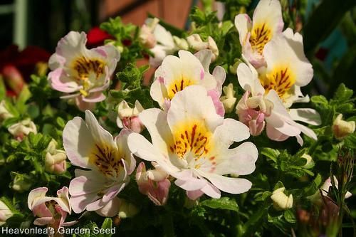 SCHIZANTHUS ~Butterfly Orchid~ Flower Annual SEEDS  