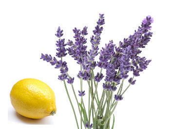 LEMON LAVENDER Candle & Soap Fragrance Oil 8oz  