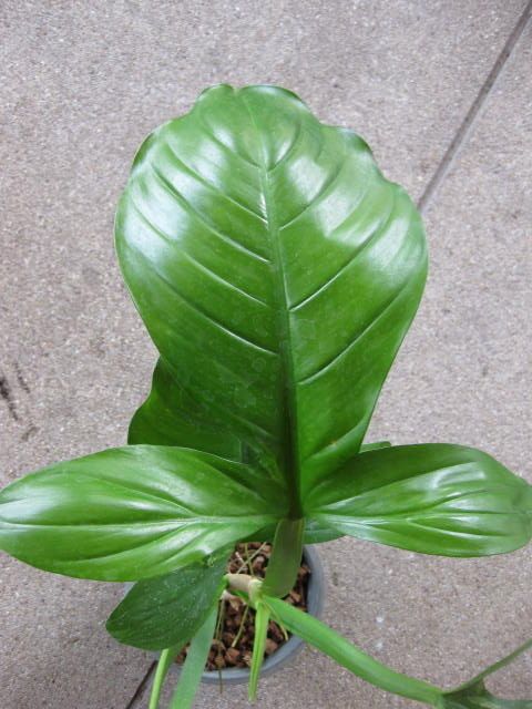 Philodendron Applanatum Strange Leaf Nice Plant  