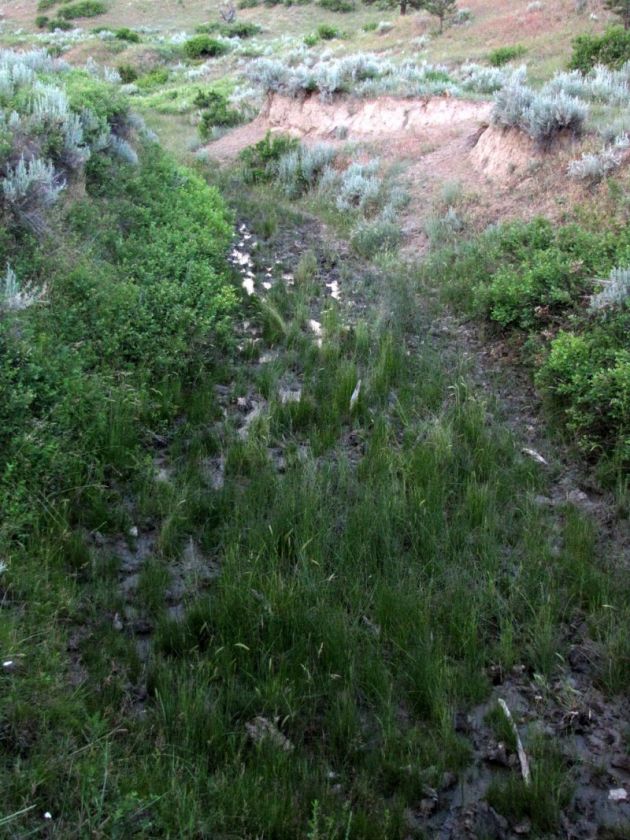   MONTANA FOR SALE UNDEVELOPED SPRING WATER TREES, DEER, ELK  